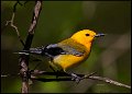 _6SB9958 prothonotary warbler